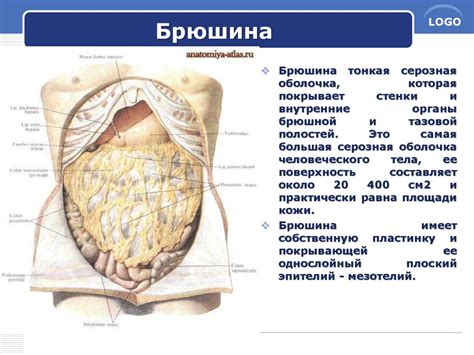 Висцеральная брюшина: определение и функции