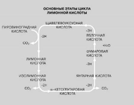 Витамины и ферментативные реакции