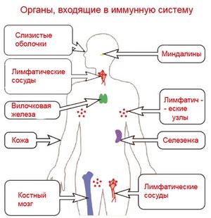 Вклад пневматизации в иммунную систему