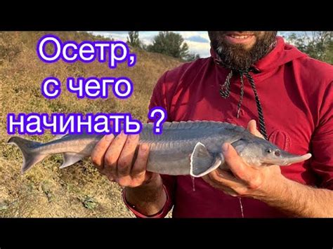 Вкус и характеристики осетра