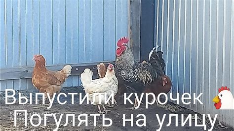 Влияет ли это на поведение курочек и их здоровье