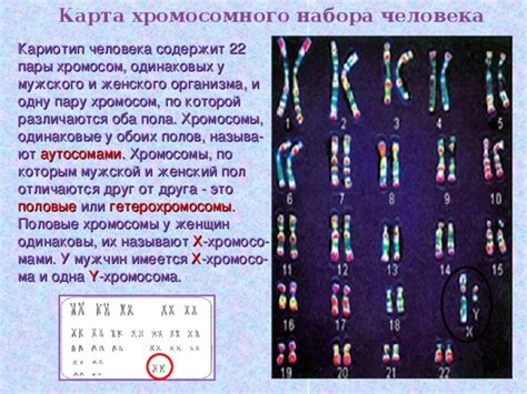 Влияние Х и Y хромосом на формирование пола