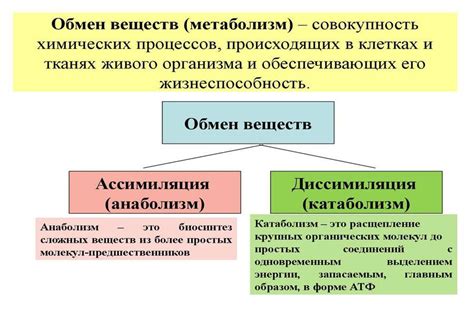 Влияние белка Tpn17 на обмен веществ клетки