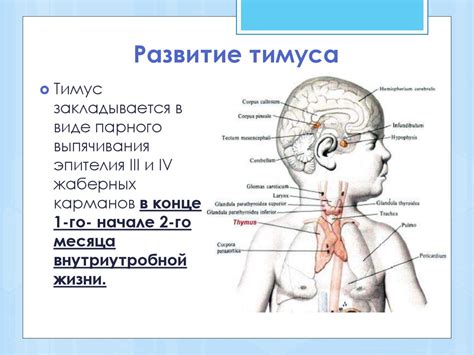 Влияние вилочковой железы на обмен веществ и энергию