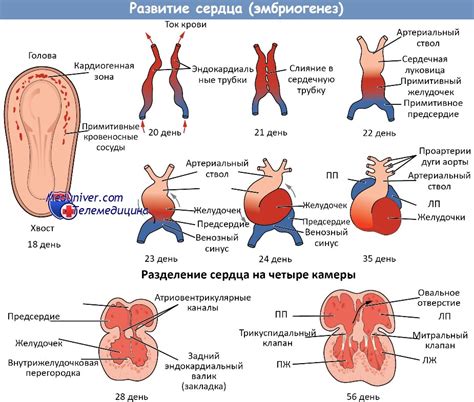 Влияние внешних факторов на развитие аномалий порога сердца