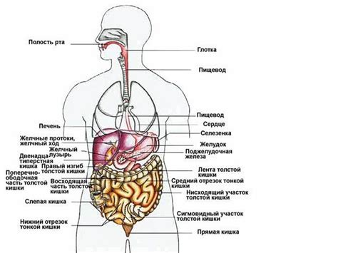 Влияние внутренних органов на сны о выделениях из полости рта