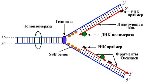 Влияние внутренних факторов на ДНК-гиразу