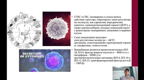 Влияние гемолитических свойств на иммунную систему