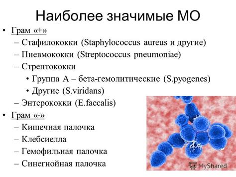 Влияние гемолитического коагулаза отрицательного Staphylococcus epidermidis на здоровье собаки