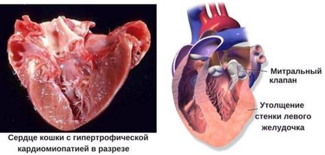 Влияние генетических факторов на здоровье кошки