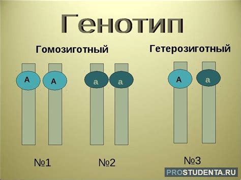 Влияние генотипа на фенотип