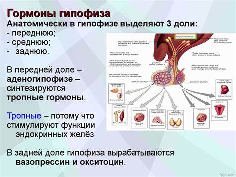 Влияние гипофиза на организм