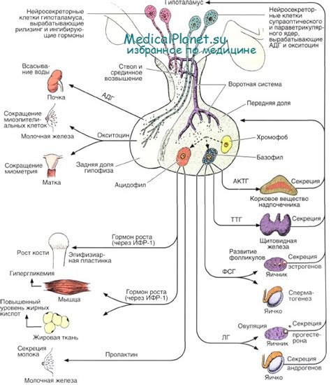Влияние гипофиза на репродуктивную систему