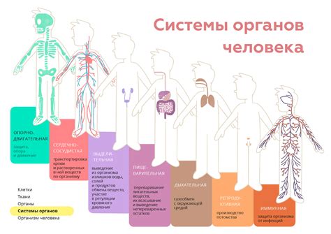 Влияние гистологических процессов на функционирование органов