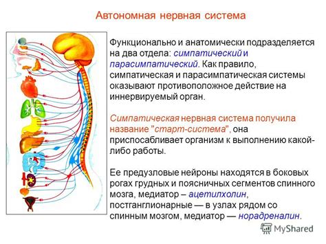 Влияние глицина на функционирование нервной системы