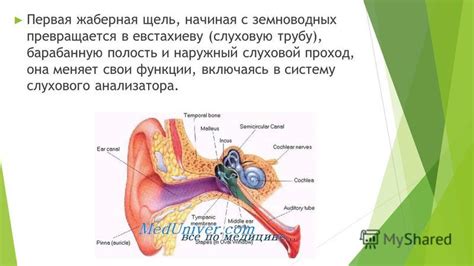 Влияние глухой пробки на слуховую систему и общее самочувствие