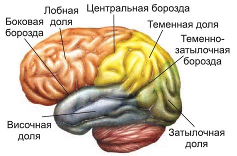 Влияние головного мозга на двигательные навыки