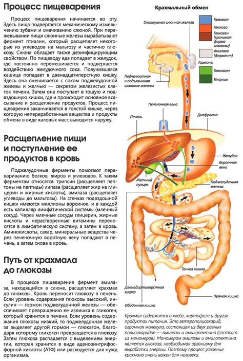 Влияние голубики на пищеварительную систему и улучшение работы кишечника