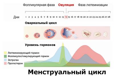 Влияние гормонального фона на появление крови во время месячных: