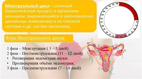 Влияние гормональных нарушений на регулярность менструального цикла