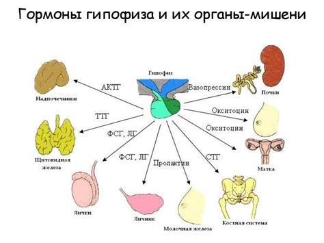 Влияние гормонов гипофиза на рост, развитие и функционирование органов и систем