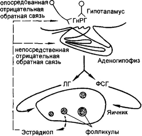 Влияние гормонов на фолликулярную фазу