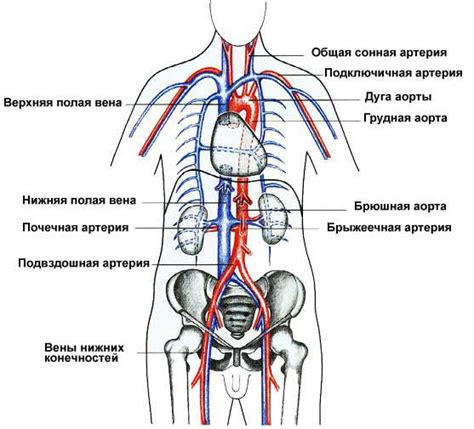 Влияние гравитации на нижнюю полую вену