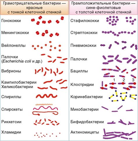 Влияние грамположительных бактерий на пищеварение