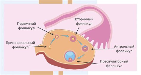 Влияние единственной фолликулы на организм женщины