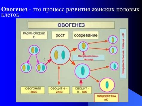 Влияние желтого тела на фертильность