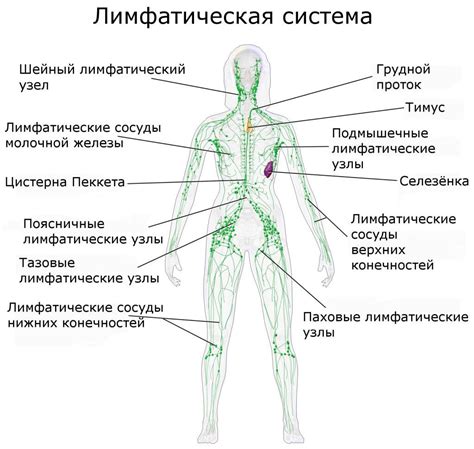 Влияние интактных лимфатических узлов на здоровье