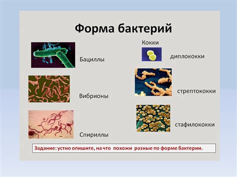 Влияние кокковых бактерий на общее здоровье