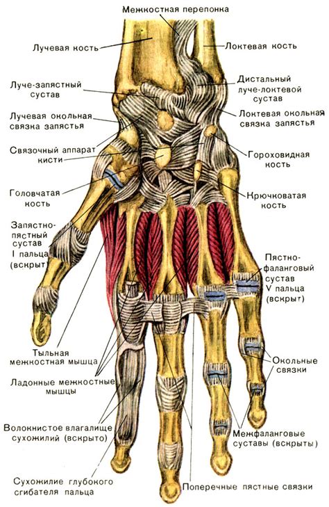 Влияние коллагеновых волокон на суставы и связки