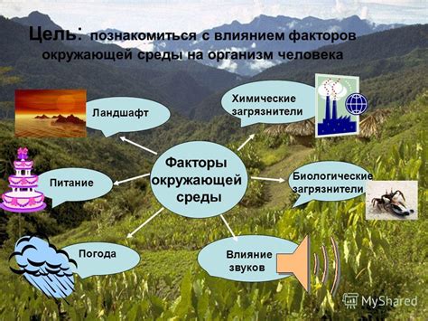 Влияние контекста на интерпретацию сновидений: как элементы окружающей среды формируют смысл