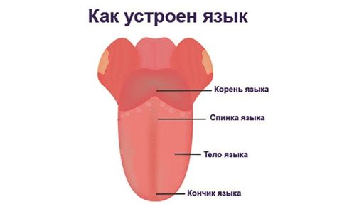 Влияние коричневого корня на язык