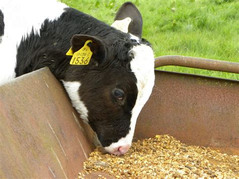 Влияние кормов на вкусовые качества козьего молока и сыра