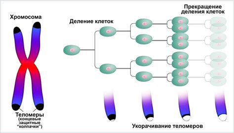 Влияние кратного увеличения числа хромосом на организм человека