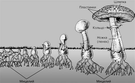 Влияние мазка мицелия на развитие грибницы