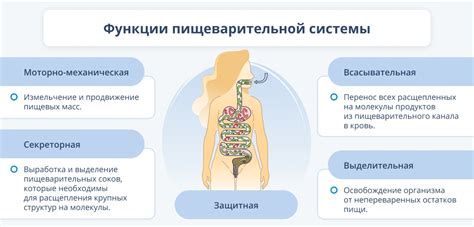 Влияние массы тела на переваривание пищи