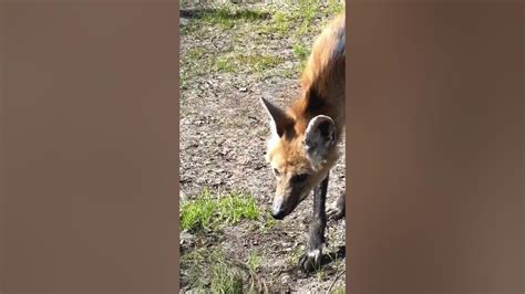 Влияние медиа на представление об этом животном