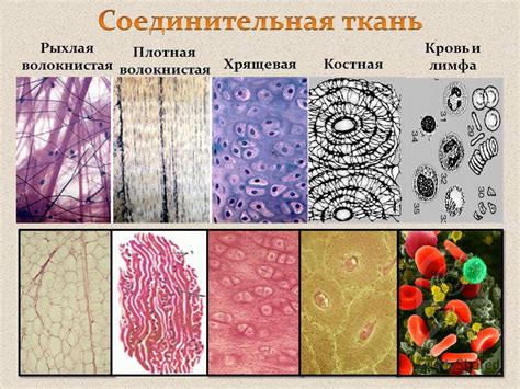 Влияние микроскопического строения на функции организма