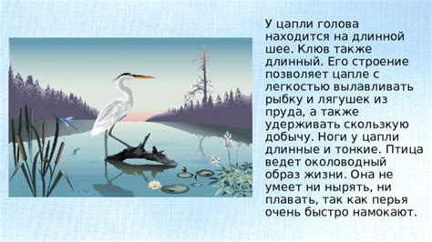 Влияние мистического сновидения о загадочной цапле черного окраса на подсознание