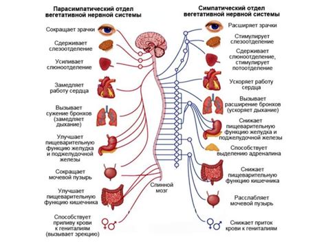 Влияние нарушений нервной системы на состояние сбивания с ног