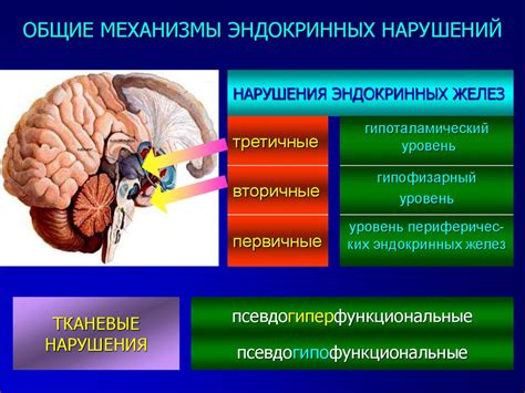 Влияние нарушений эндокринной системы на развитие гирсутизма