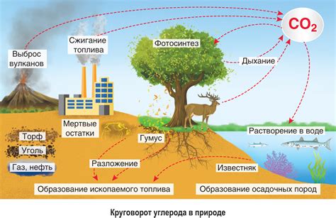 Влияние на обмен газов