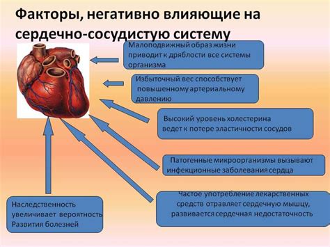 Влияние на сердце и сосуды