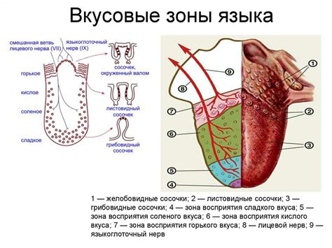 Влияние на формирование вкусовой и эстетической среды