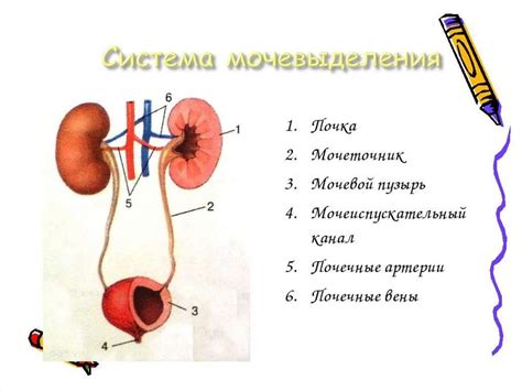 Влияние на функционирование мочевыделительной системы