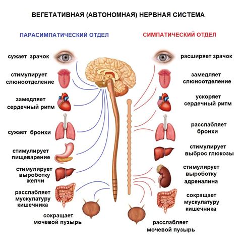 Влияние неправильного питания на состояние нервной системы