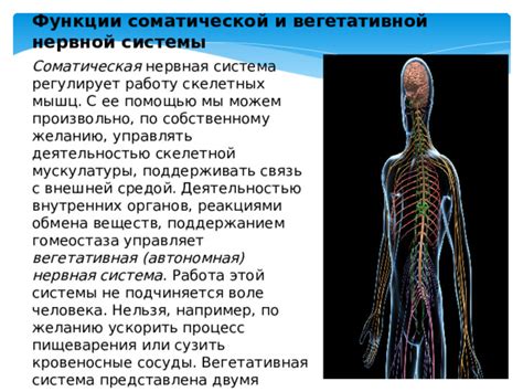 Влияние нервной системы на движение скелетной мускулатуры